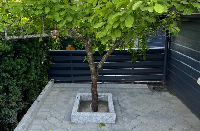 Frukttre i granittramme på nylagt gårdsplass i antikkbehandlet grå betongstein