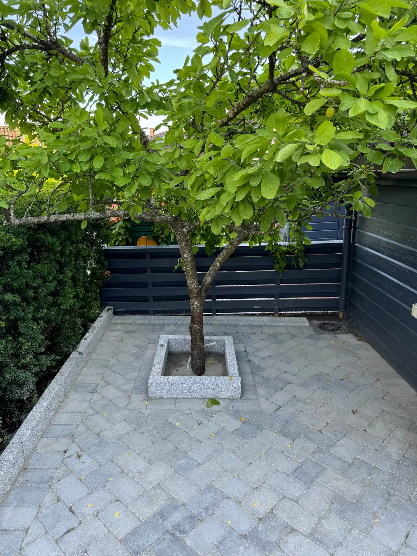 Frukttre i granittramme på nylagt gårdsplass i antikkbehandlet grå stein