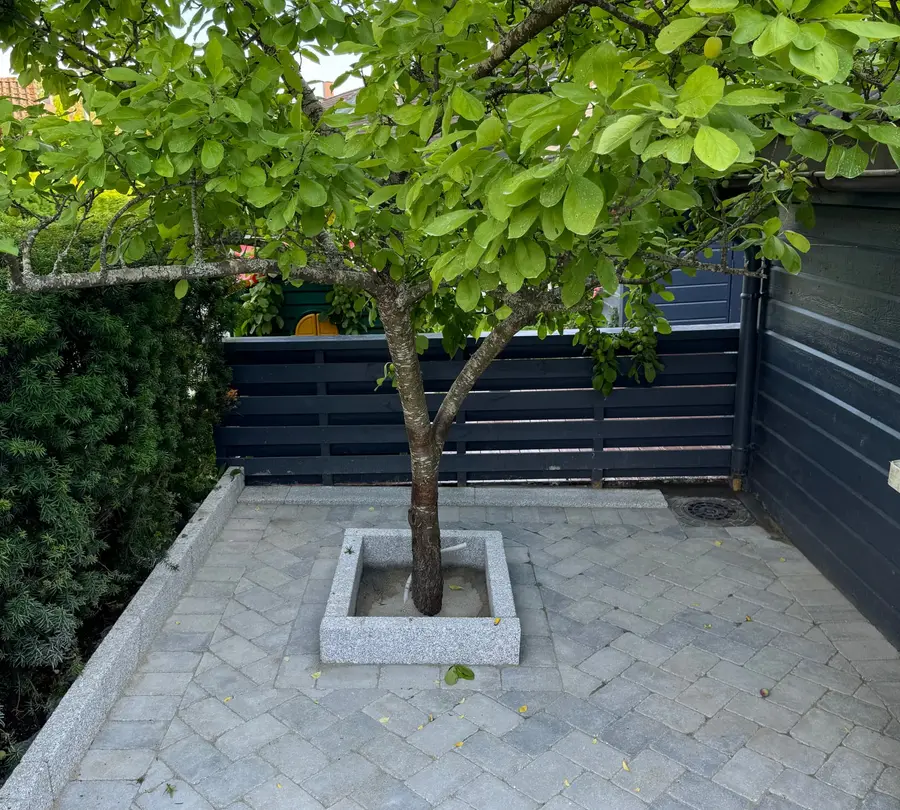 Frukttre i granittramme på nylagt gårdsplass i antikkbehandlet grå betongstein