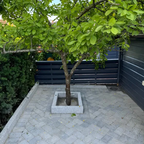 Frukttre i granittramme på nylagt gårdsplass i antikkbehandlet grå stein